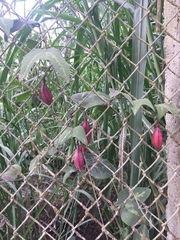 Passiflora cisnana