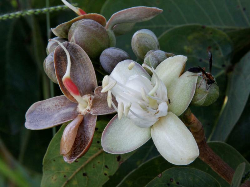 Hymenaea
