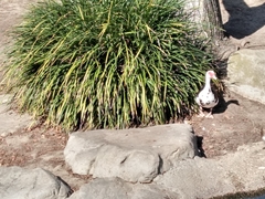 Cairina moschata domestica