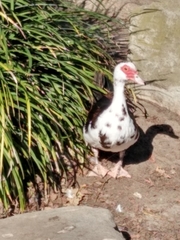 Cairina moschata domestica
