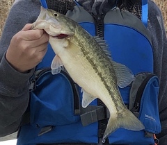 Micropterus henshalli