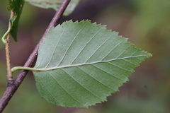 Betula dauurica