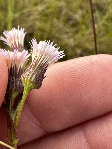 Karčioji Šiušelė nuotrauka