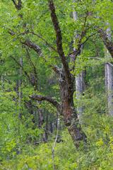 Betula dauurica