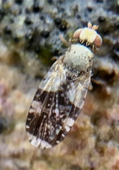 Tephritis formosa