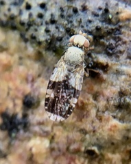 Tephritis formosa