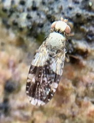Tephritis formosa
