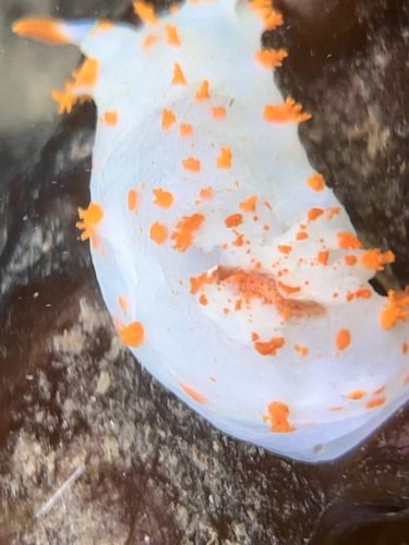 Modest clown dorid sea slug photographed underwater near Greene Point.