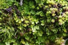 Cyrtomnium hymenophylloides