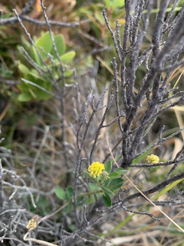 Medicago lupulina observed 2023-08-02