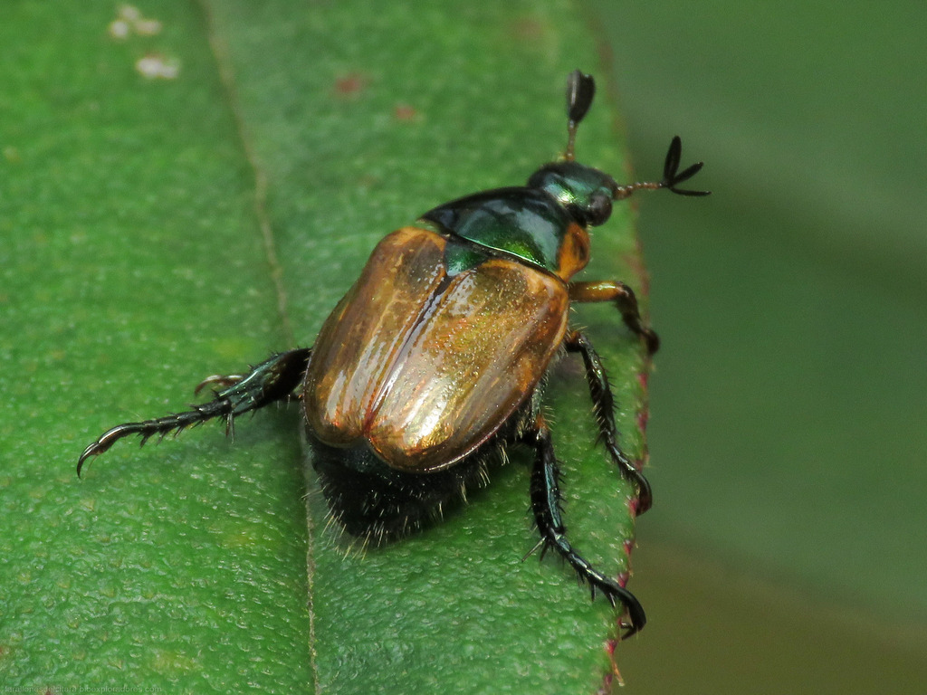 Lasiocalina