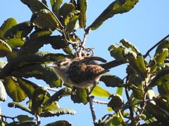 Campylorhynchus jocosus
