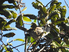 Campylorhynchus jocosus