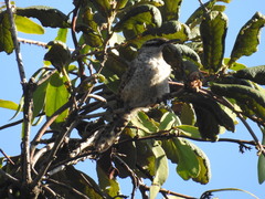 Campylorhynchus jocosus