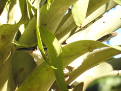 Campylorhynchus jocosus