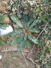 Helminthotheca echioides