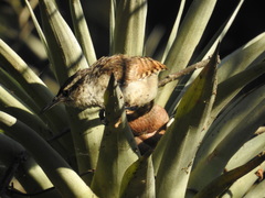 Campylorhynchus jocosus