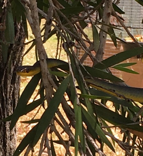 Common Tree Snake sighting