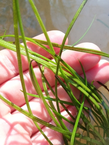Image of Isoetes louisianensis by (c) Will McFarland, some rights reserved (CC BY)