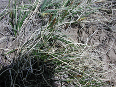 Carex filifolia