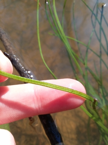 Image of Isoetes louisianensis by (c) Will McFarland, some rights reserved (CC BY)