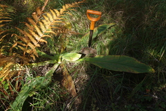 Lysichiton camtschatcensis