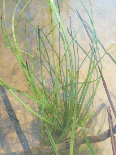 Image of Isoetes louisianensis by (c) Will McFarland, some rights reserved (CC BY)