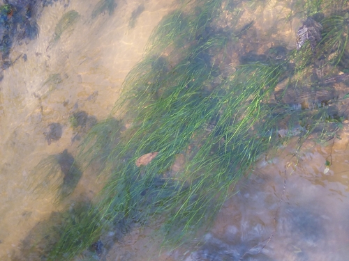 Image of Isoetes louisianensis by (c) Will McFarland, some rights reserved (CC BY)