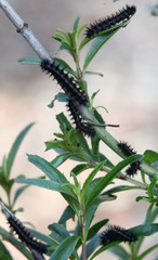 Euphydryas chalcedona