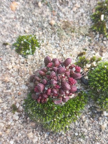 Crassula fragarioides