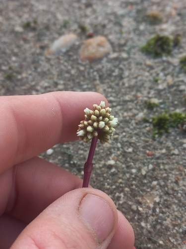 Crassula fragarioides