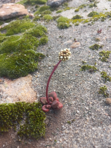 Crassula fragarioides