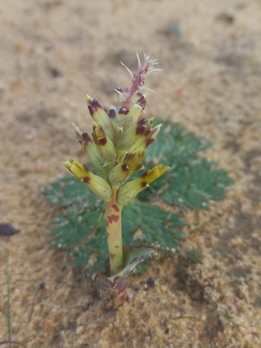 Image of Lachenalia marginata by (c) Brian du Preez, some rights reserved (CC BY-SA)