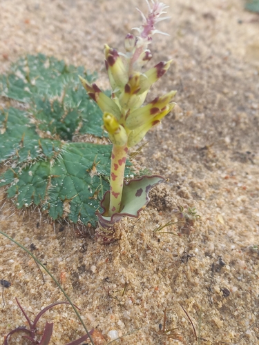 Image of Lachenalia marginata by (c) Brian du Preez, some rights reserved (CC BY-SA)