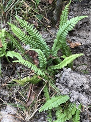 Asplenium platyneuron image