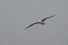 Larus argentatus