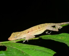Copper Anole photo 1