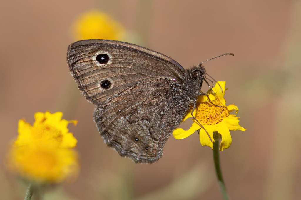 Small Wood-Nymph
