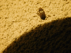 Toxonotus cornutus