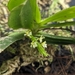 Saccolabiopsis taiwaniana - Photo (c) Cheng Te Hsu, some rights reserved (CC BY-SA), uploaded by Cheng Te Hsu