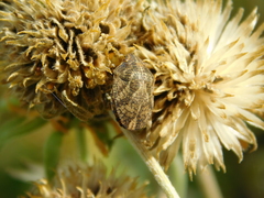 Sphyrocoris obliquus