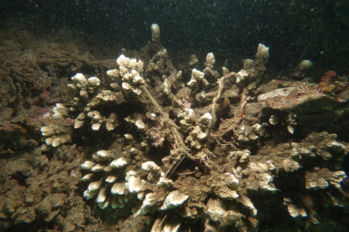 Montipora angulata observed 2023-07-23