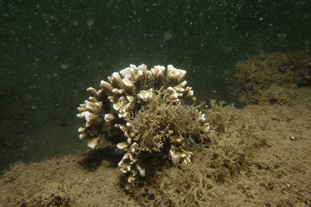 Montipora angulata