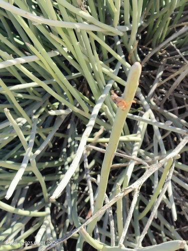 Image of Euphorbia gregaria by (c) Ricus Nel, some rights reserved (CC BY)