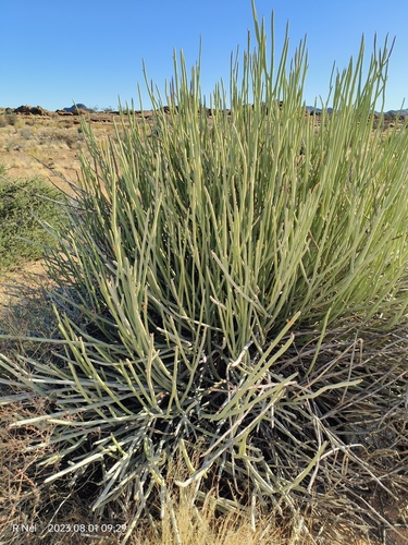 Image of Euphorbia gregaria by (c) Ricus Nel, some rights reserved (CC BY)