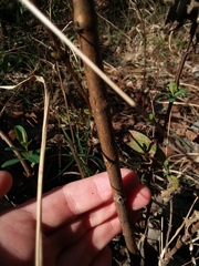 Hypericum nudiflorum