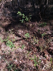 Hypericum nudiflorum
