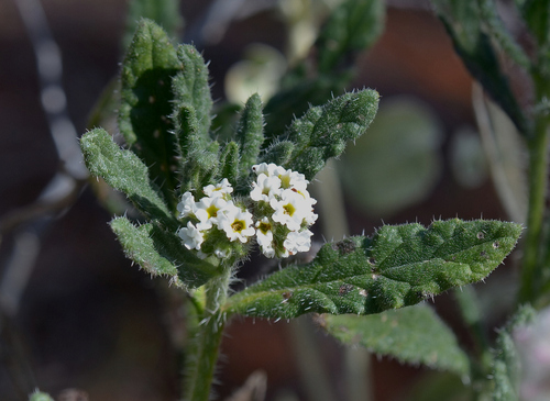 Rough Heliotrope (Heliotropium asperrimum)