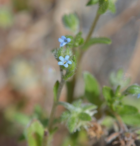 Burr Stickseed (Omphalolappula concava)