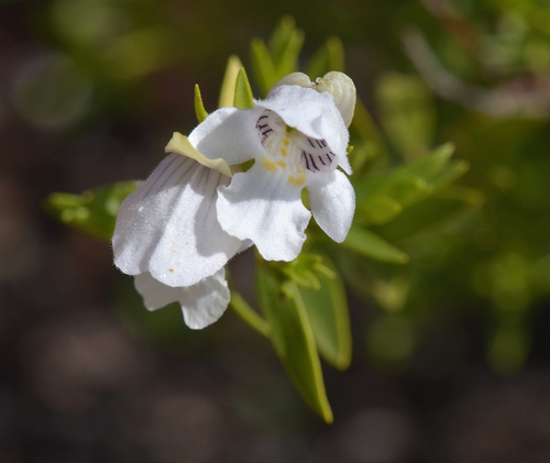 Image of Prostanthera striatiflora by (c) James (Jim) Duggan, some rights reserved (CC BY-SA)